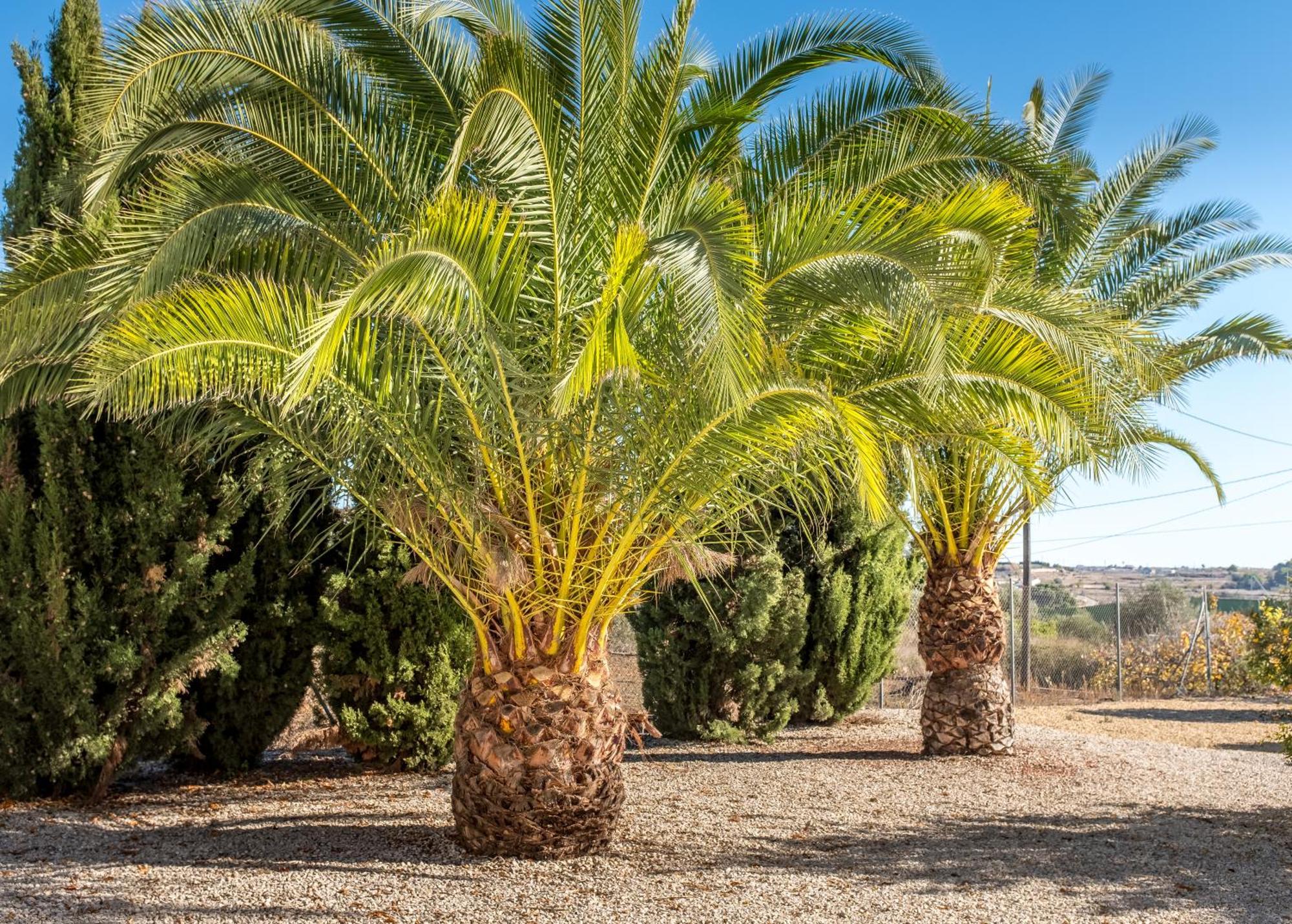 Finca De La Pansa Benissa Kültér fotó
